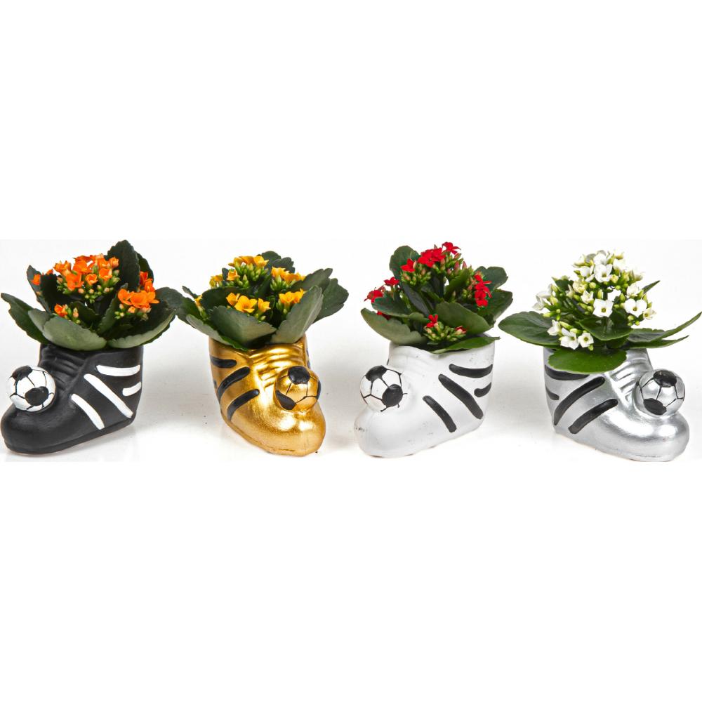 Link zu  Kalanchoe im Fußballschuh, je Schuh