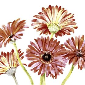 Link zu  Servietten 33x33cm, Gerbera Art