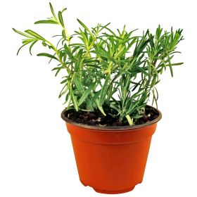 Link zu  Bio Rosmarin im Topf