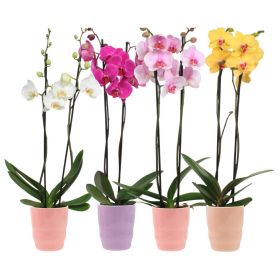 Link zu  Phalaenopsis mit Übertopf, je Topf
