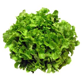 Link zu  Krullsalat