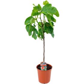 Link zu  Feigenbaum Ficus Carica, je Topf