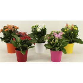 Link zu  Kalanchoe im Übertopf, je Artikel