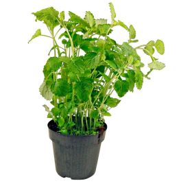 Link zu  Bio Cocktail-Mix Zitronenmelisse im Topfn