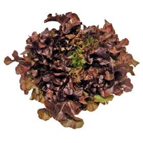 Link zu  Eichblattsalat, rot