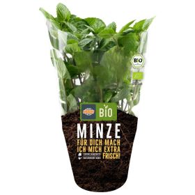 Link zu  Bio Minze Topf