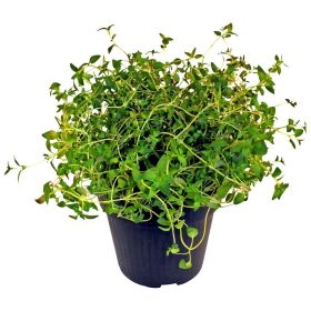 Link zu  Bio Oregano Topf