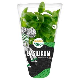 Link zu  Bio Basilikum Topf