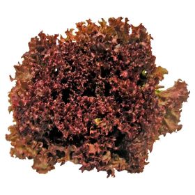 Link zu  Lollo Rosso Salat