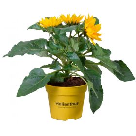 Link zu  Sonnenblumen verzweigt XL, pro Topf