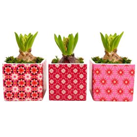 Link zu  Hyazinthe im Keramiktopf, je Artikel