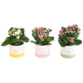 Link zu  Kalanchoe in Sonnenblumenkeramik, je Topf