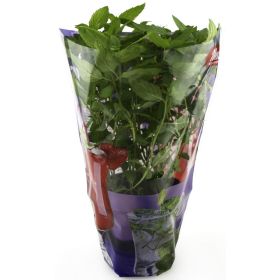 Link zu  Bio Fisch- oder Bio Cocktailkräuter verschiedene Sorten, je Topf