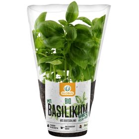 Link zu  Globus Bio Kräutertöpfe Basilikum, Minze, Petersilie kraus, Petersilie glatt, Schnittlauch, Dill, Koriander, Rosmarin, Thymian, Zitronenmelisse oder Thai-Basilikum, je Topf