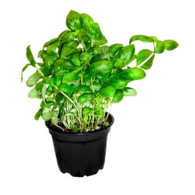 Link zu  Basilikum, lose