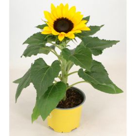 Link zu  Sonnenblume, pro Topf